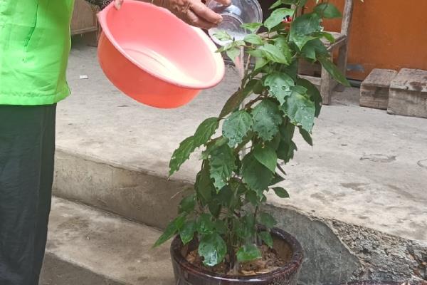 常春藤怎么养才长得快，一般1-2年换一次盆