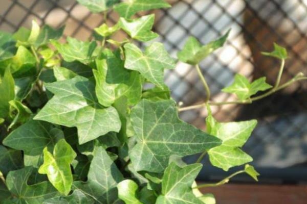 常春藤怎么养才长得快，一般1-2年换一次盆