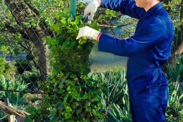 常春藤怎么养才长得快，一般1-2年换一次盆