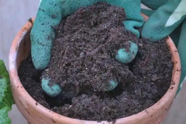 怎么扦插绿萝，扦插前三天要避光养殖