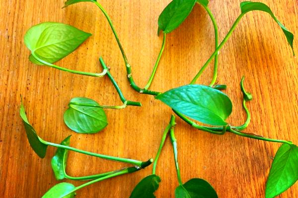 怎么扦插绿萝，扦插前三天要避光养殖