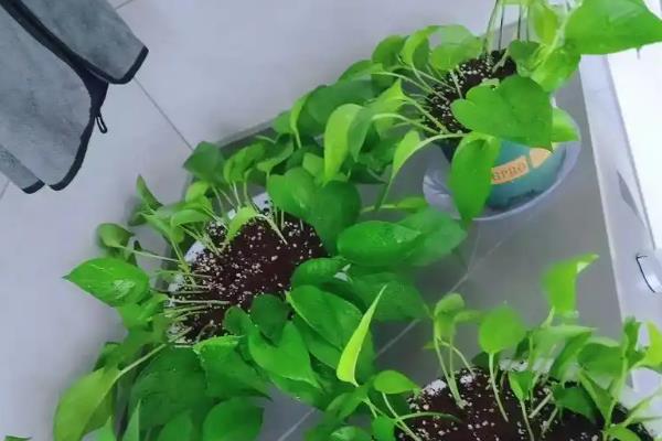 怎么扦插绿萝，扦插前三天要避光养殖