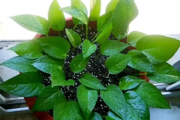 怎么扦插绿萝，扦插前三天要避光养殖