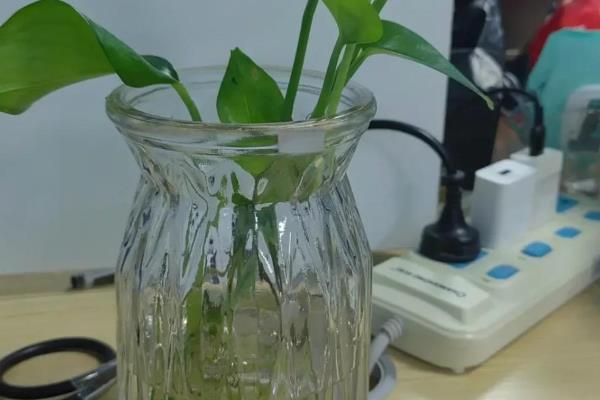 怎么扦插绿萝，扦插前三天要避光养殖