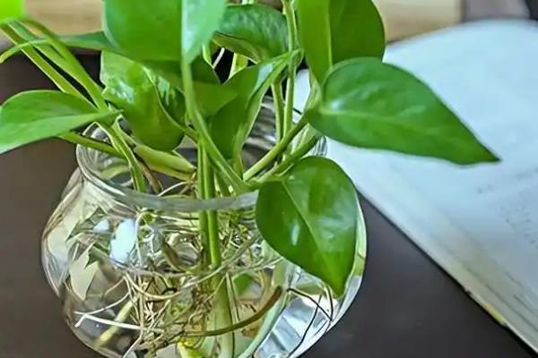 怎么扦插绿萝，扦插前三天要避光养殖