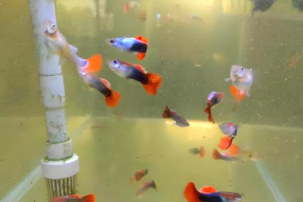 孔雀鱼不打氧行吗,可以不打氧