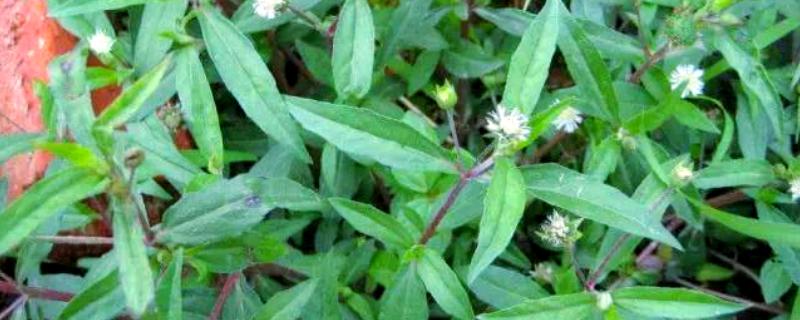黑墨草植物黑发的使用方法，需要将叶片从母株上采摘下来