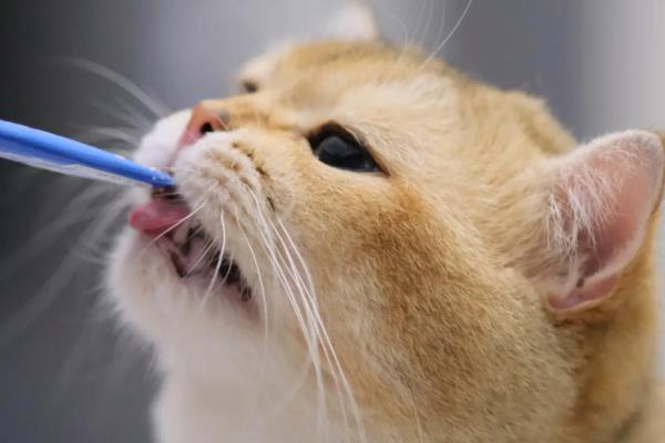 怎么治猫咪毛球症，通过排便的方法排出体外即可