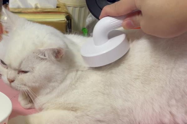 怎么治猫咪毛球症，通过排便的方法排出体外即可