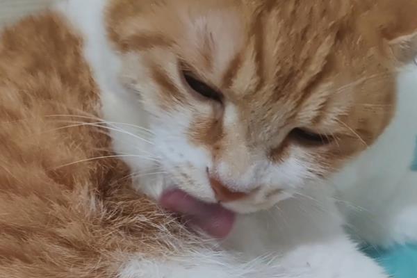 怎么治猫咪毛球症，通过排便的方法排出体外即可