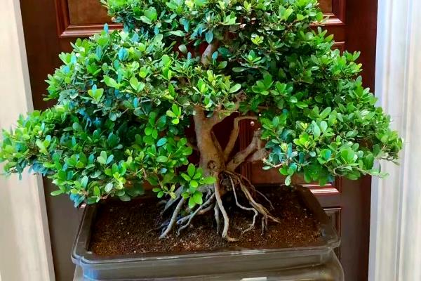 中华文木盆景值不值钱，市场上售卖价格高达十几万