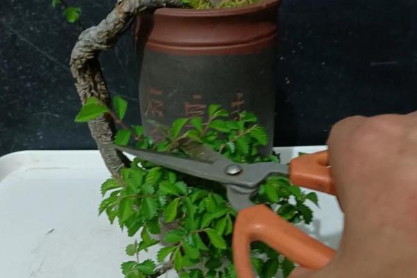 中华文木盆景值不值钱，市场上售卖价格高达十几万