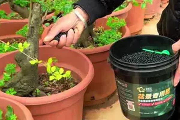 中华文木盆景值不值钱，市场上售卖价格高达十几万