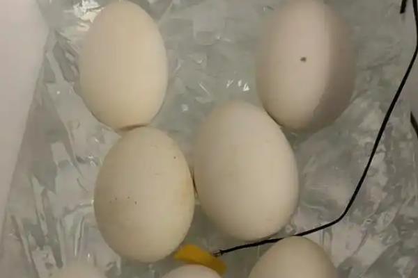 怎么孵化鹅蛋，把温度保持在37.8℃左右