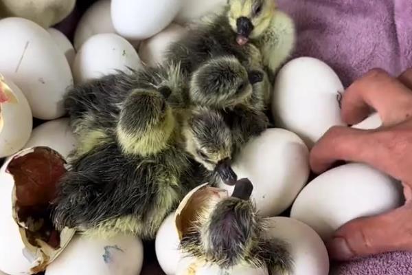 怎么孵化鹅蛋，把温度保持在37.8℃左右