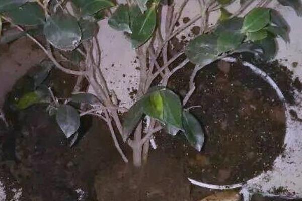 茶花对土壤的要求,注意种植的土壤粘性不可过重