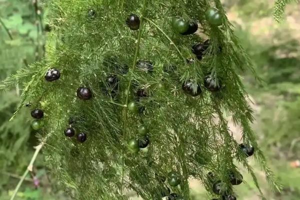 云竹怎样种植，可播种繁殖