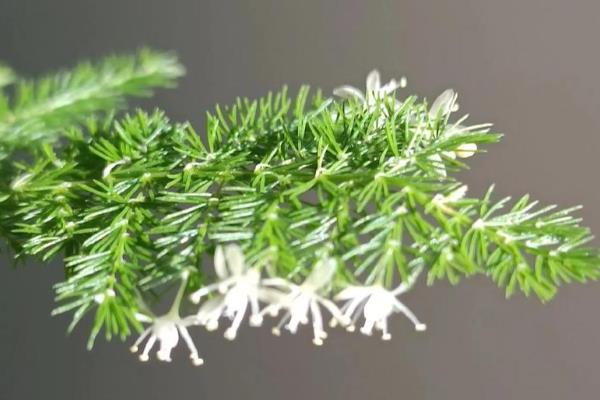云竹怎样种植，可播种繁殖