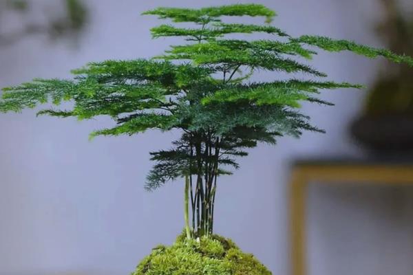 云竹怎样种植，可播种繁殖