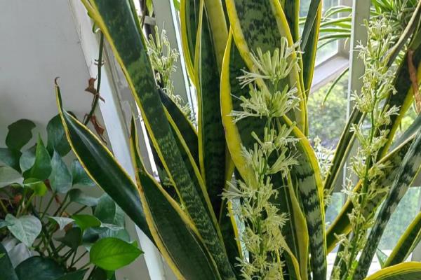 虎皮兰的花香对人有毒吗，香气无毒无害