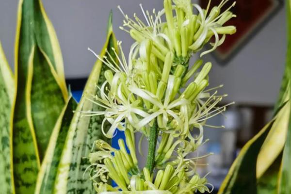 虎皮兰的花香对人有毒吗，香气无毒无害