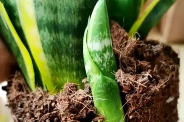 虎皮兰的花香对人有毒吗，香气无毒无害