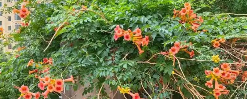 凌霄花的别名，别名是紫葳、五爪龙、藤萝花等