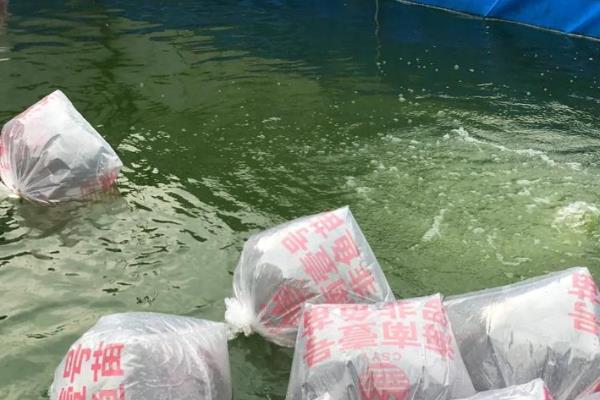 工厂化养罗非鱼要注意什么，放苗后第一餐投喂芡粉或麦麸