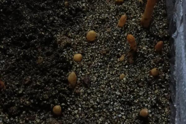 天麻怎么种植,将木材埋入土中再播种