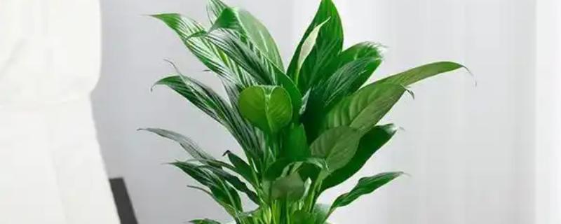 白掌能用全沙土种植吗，不可用全沙土种植