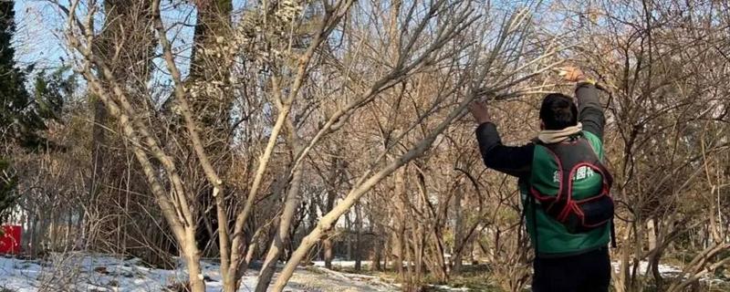 怎么在冬春季节防治农作物害虫，可草把灭虫、清园灭虫等