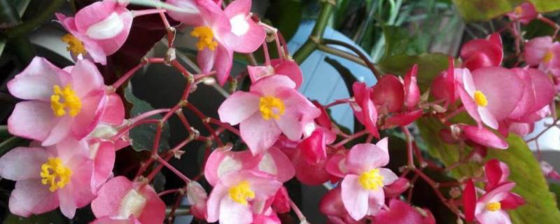 竹节海棠多开花的养殖方式,要及时进行修剪