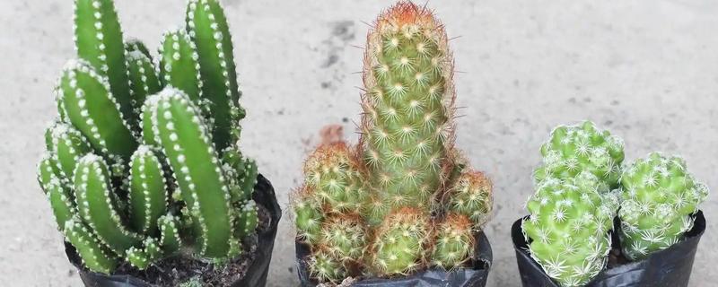 耐旱又好成活的花卉有哪些，有仙人掌、龙舌兰等