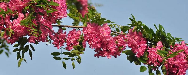 香花槐是落叶还是常绿树，香花槐是落叶乔木