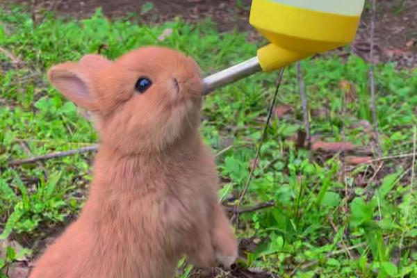 兔子应该喝什么水，提供干净且充足的白开水即可