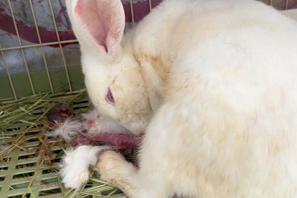 兔子应该喝什么水，提供干净且充足的白开水即可