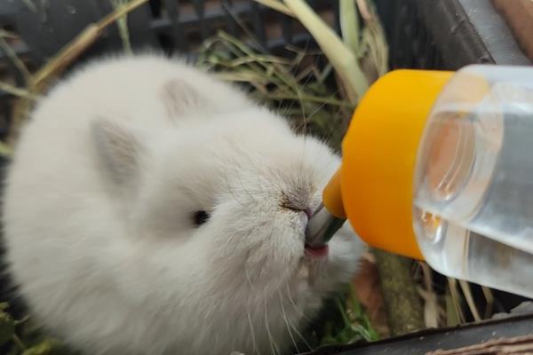 兔子应该喝什么水，提供干净且充足的白开水即可