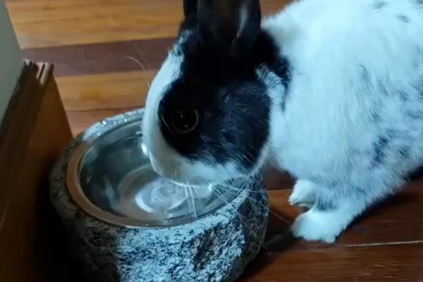 兔子应该喝什么水，提供干净且充足的白开水即可