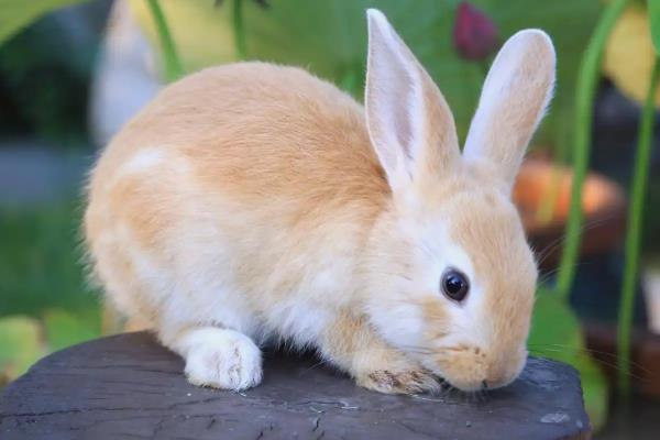 兔子应该喝什么水，提供干净且充足的白开水即可