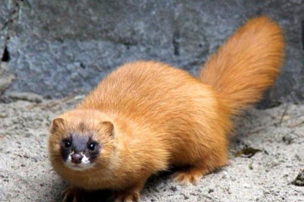 黄鼠狼什么时候出来活动，通常在清晨以及黄昏时分活动