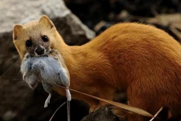 黄鼠狼什么时候出来活动，通常在清晨以及黄昏时分活动