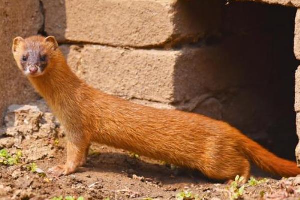 黄鼠狼什么时候出来活动，通常在清晨以及黄昏时分活动