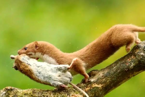 黄鼠狼什么时候出来活动，通常在清晨以及黄昏时分活动