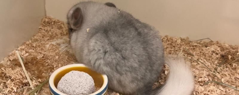 龙猫不吃东西怎么处理，可以让它饿一会儿