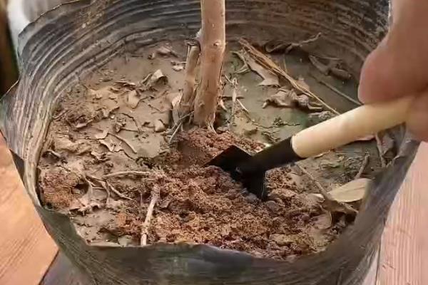 土壤板结如何处理，翻松后再混入疏松的沙土