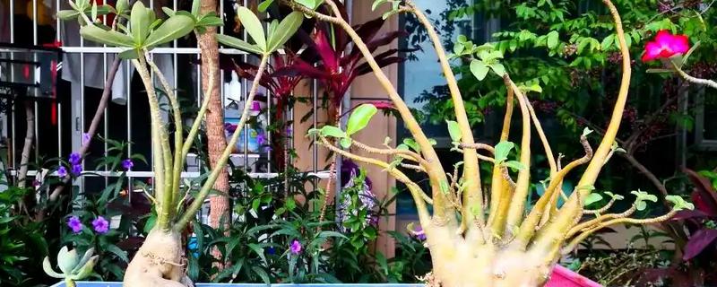 沙漠玫瑰的换盆方法,更换时保留部分旧土