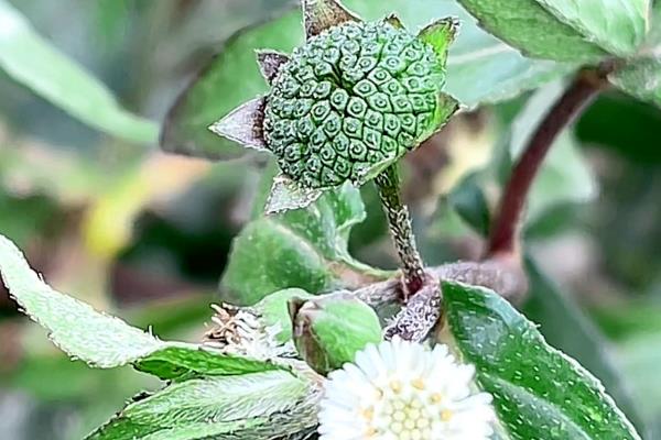 黑墨草植物黑发的使用方法，需要将叶片从母株上采摘下来