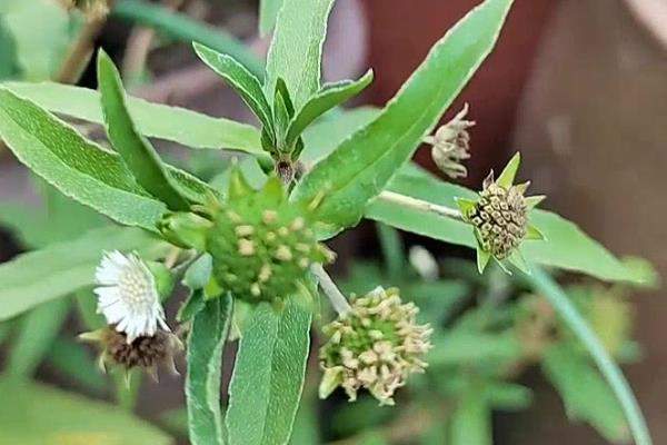 黑墨草植物黑发的使用方法，需要将叶片从母株上采摘下来