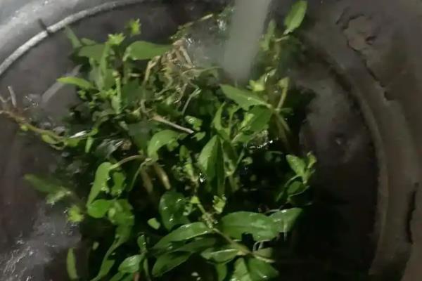 黑墨草植物黑发的使用方法，需要将叶片从母株上采摘下来