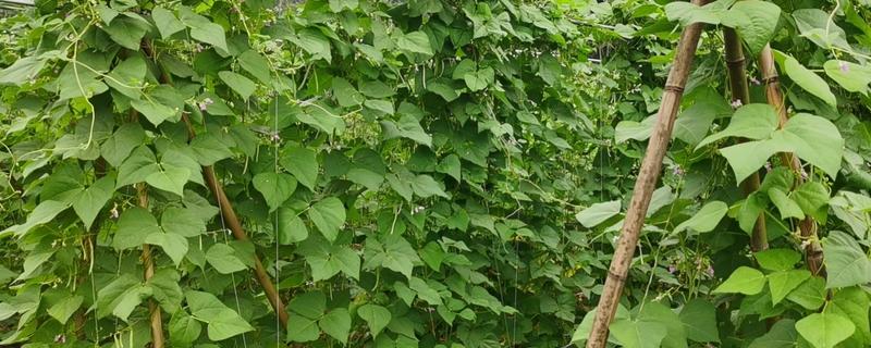 扁豆分为哪几种，有白扁豆、紫扁豆等